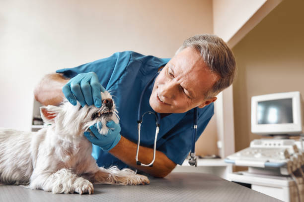 Best Emergency Root Canal Treatment in Tarpey Village, CA